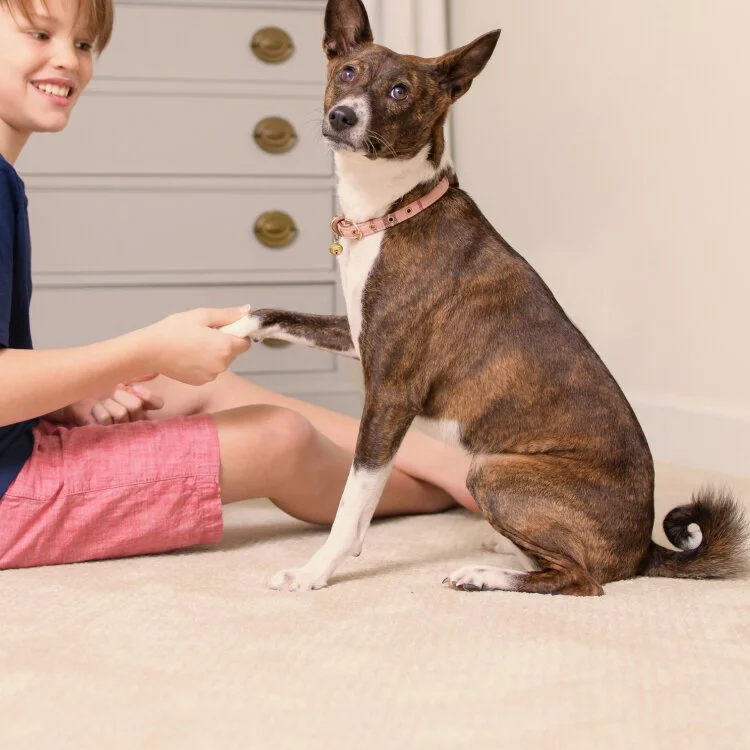 Pet Urine Odor